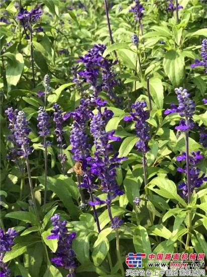 有freestyle, 我们还友爱环境!——卡特彼勒乐水行