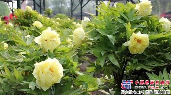 请把这里的一切美好,告诉你的好友亲朋